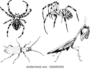 vector drawings sketches different insects bugs Scorpions spiders drawn in ink by hand , objects with no background
