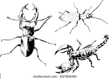 vector drawings sketches different insects bugs Scorpions spiders drawn in ink by hand , objects with no background