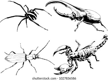 vector drawings sketches different insects bugs Scorpions spiders drawn in ink by hand , objects with no background