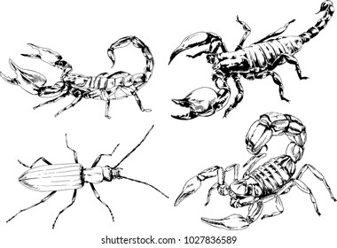 vector drawings sketches different insects bugs Scorpions spiders drawn in ink by hand , objects with no background