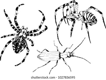 vector drawings sketches different insects bugs Scorpions spiders drawn in ink by hand , objects with no background