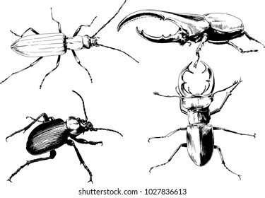 vector drawings sketches different insects bugs Scorpions spiders drawn in ink by hand , objects with no background