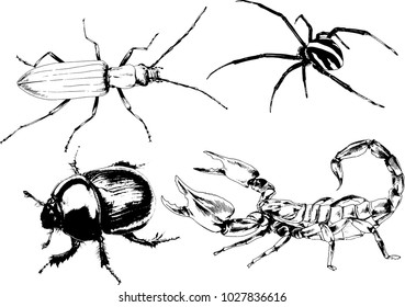 vector drawings sketches different insects bugs Scorpions spiders drawn in ink by hand , objects with no background