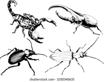 vector drawings sketches different insects bugs Scorpions spiders drawn in ink by hand, objects with no background