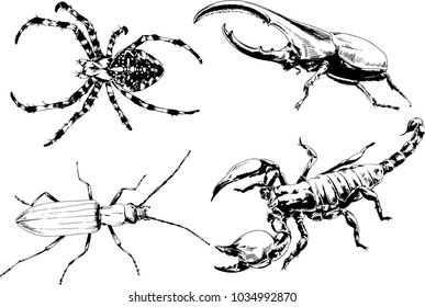 vector drawings sketches different insects bugs Scorpions spiders drawn in ink by hand , objects with no background