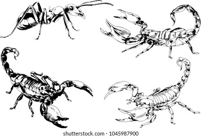 vector drawings sketches different insects bugs Scorpions spiders drawn in ink by hand , objects with no background

