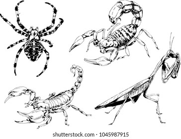 vector drawings sketches different insects bugs Scorpions spiders drawn in ink by hand , objects with no background
