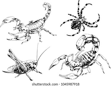 vector drawings sketches different insects bugs Scorpions spiders drawn in ink by hand , objects with no background

