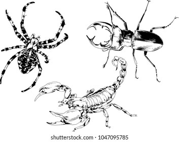 vector drawings sketches different insects bugs Scorpions spiders drawn in ink by hand , objects with no background
