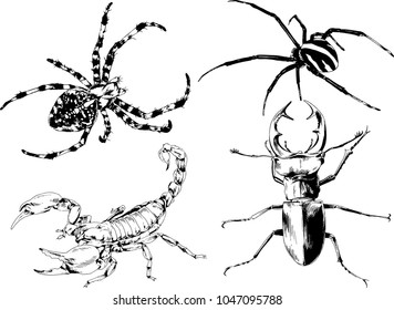 vector drawings sketches different insects bugs Scorpions spiders drawn in ink by hand , objects with no background
