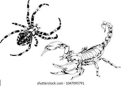 vector drawings sketches different insects bugs Scorpions spiders drawn in ink by hand , objects with no background
