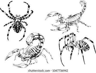 vector drawings sketches different insects bugs Scorpions spiders drawn in ink by hand , objects with no background
