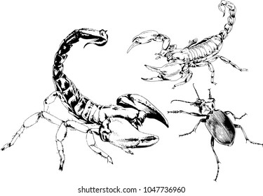 vector drawings sketches different insects bugs Scorpions spiders drawn in ink by hand , objects with no background
