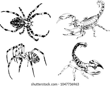 vector drawings sketches different insects bugs Scorpions spiders drawn in ink by hand , objects with no background
