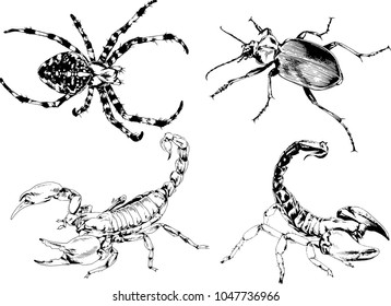 vector drawings sketches different insects bugs Scorpions spiders drawn in ink by hand , objects with no background
