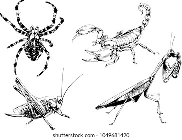 vector drawings sketches different insects bugs Scorpions spiders drawn in ink by hand , objects with no background
