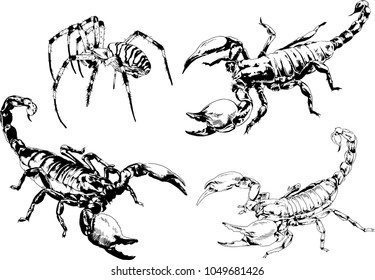 vector drawings sketches different insects bugs Scorpions spiders drawn in ink by hand , objects with no background

