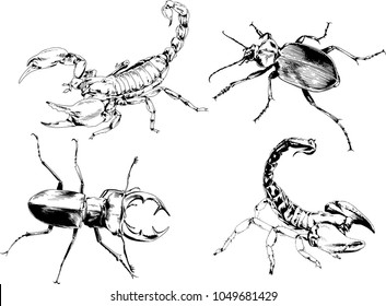 vector drawings sketches different insects bugs Scorpions spiders drawn in ink by hand , objects with no background
