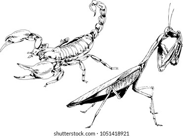 vector drawings sketches different insects bugs Scorpions spiders drawn in ink by hand , objects with no background