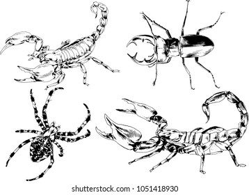 vector drawings sketches different insects bugs Scorpions spiders drawn in ink by hand , objects with no background