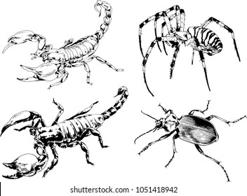 vector drawings sketches different insects bugs Scorpions spiders drawn in ink by hand , objects with no background