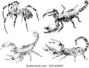 vector drawings sketches different insects bugs Scorpions spiders drawn in ink by hand , objects with no background