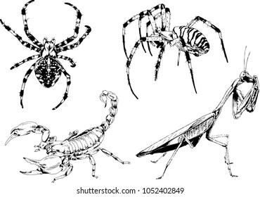 vector drawings sketches different insects bugs Scorpions spiders drawn in ink by hand , objects with no background
