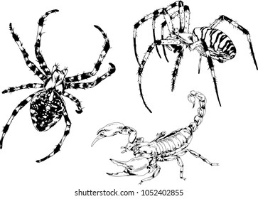 vector drawings sketches different insects bugs Scorpions spiders drawn in ink by hand , objects with no background

