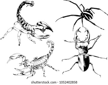 vector drawings sketches different insects bugs Scorpions spiders drawn in ink by hand , objects with no background
