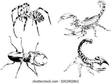 vector drawings sketches different insects bugs Scorpions spiders drawn in ink by hand , objects with no background
