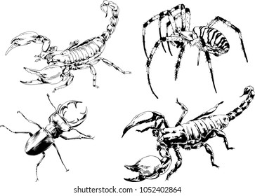 vector drawings sketches different insects bugs Scorpions spiders drawn in ink by hand , objects with no background
