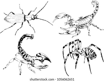 vector drawings sketches different insects bugs Scorpions spiders drawn in ink by hand , objects with no background
