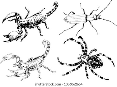 vector drawings sketches different insects bugs Scorpions spiders drawn in ink by hand , objects with no background
