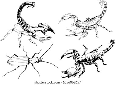 vector drawings sketches different insects bugs Scorpions spiders drawn in ink by hand , objects with no background
