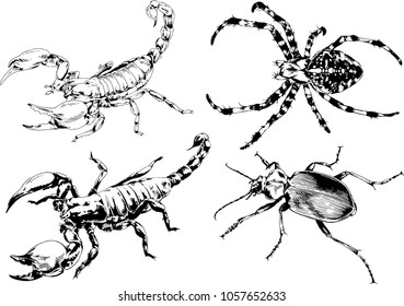 vector drawings sketches different insects bugs Scorpions spiders drawn in ink by hand , objects with no background
