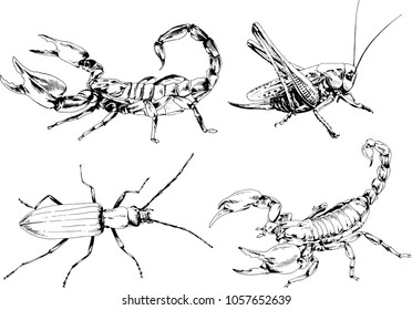 vector drawings sketches different insects bugs Scorpions spiders drawn in ink by hand , objects with no background
