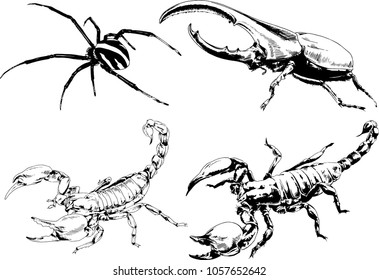 vector drawings sketches different insects bugs Scorpions spiders drawn in ink by hand , objects with no background
