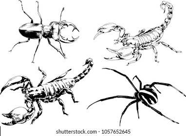 vector drawings sketches different insects bugs Scorpions spiders drawn in ink by hand , objects with no background
