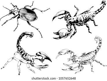 vector drawings sketches different insects bugs Scorpions spiders drawn in ink by hand , objects with no background
