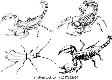 vector drawings sketches different insects bugs Scorpions spiders drawn in ink by hand , objects with no background
