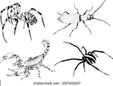 vector drawings sketches different insects bugs Scorpions spiders drawn in ink by hand , objects with no background
