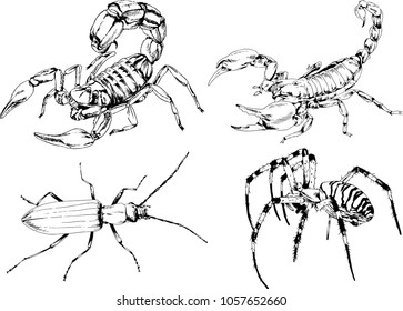 vector drawings sketches different insects bugs Scorpions spiders drawn in ink by hand , objects with no background
