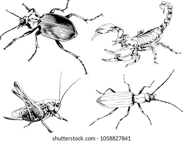 vector drawings sketches different insects bugs Scorpions spiders drawn in ink by hand , objects with no background
