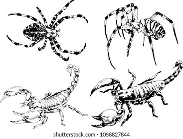 vector drawings sketches different insects bugs Scorpions spiders drawn in ink by hand , objects with no background
