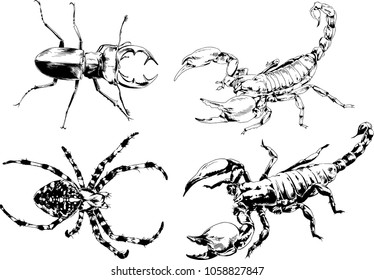 vector drawings sketches different insects bugs Scorpions spiders drawn in ink by hand , objects with no background
