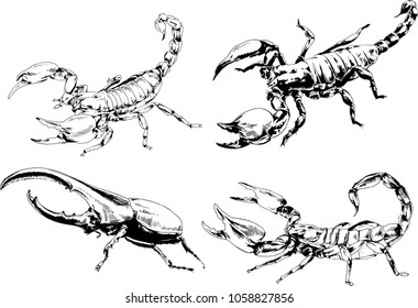 vector drawings sketches different insects bugs Scorpions spiders drawn in ink by hand , objects with no background
