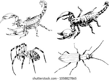 vector drawings sketches different insects bugs Scorpions spiders drawn in ink by hand , objects with no background
