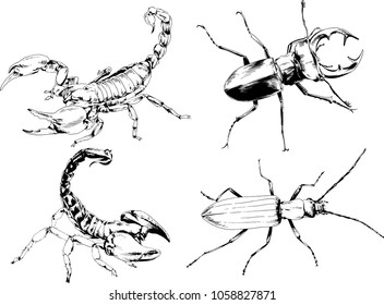 vector drawings sketches different insects bugs Scorpions spiders drawn in ink by hand , objects with no background
