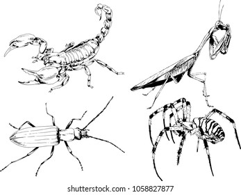 vector drawings sketches different insects bugs Scorpions spiders drawn in ink by hand , objects with no background
