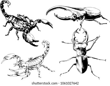 vector drawings sketches different insects bugs Scorpions spiders drawn in ink by hand , objects with no background
